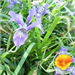 Douglas Iris with Poppy in lower right corner of photo
