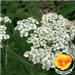 Common Yarrow with Poppy in the lower right corner of photo