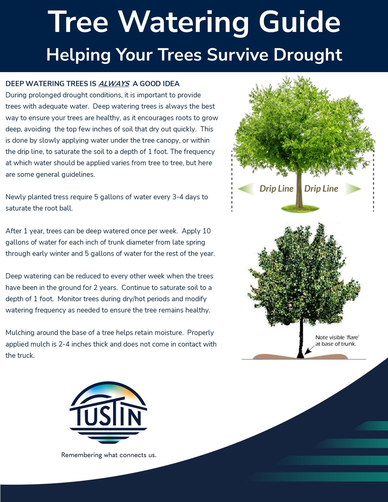 Deep Watering Trees 062822