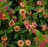 Confetti Lantana