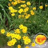 Sea Dahlia with Poppy in the lower right corner of photo