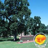 Valley Oak with Poppy in the lower right corner of photo