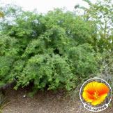 Western Honey Mesquite with Poppy in the lower right corner of photo