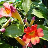 Blood Red Trumpet Vine