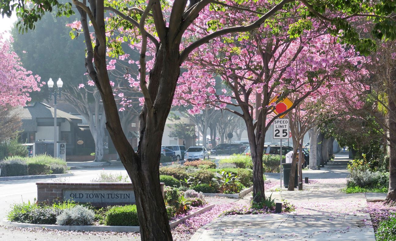 Old Town Tustin with Flowered Trees