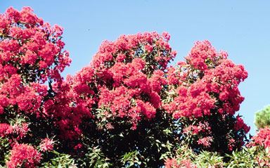 Red Flowering Eucalyptus Trees