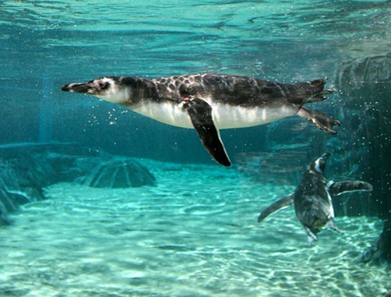penguin_below_DBader_780_593_80auto_s