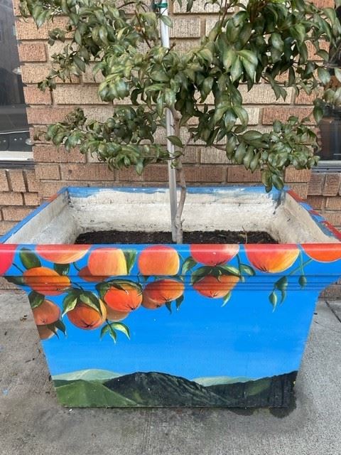 planter oranges 5
