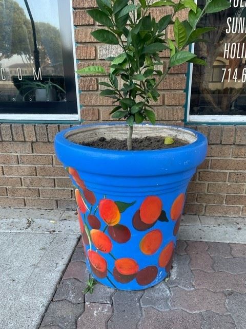 Planter oranges